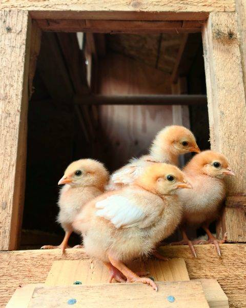 Spring chicks